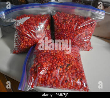 Amerikanische Cranberries Stockfoto