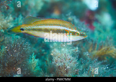 Eine lembeh Lippfisch (Symphodus ocellatus) männlich in hochzeitliches Gewand im Mittelmeer (Ses Salines Natural Park, Formentera, Balearen, Spanien) Stockfoto