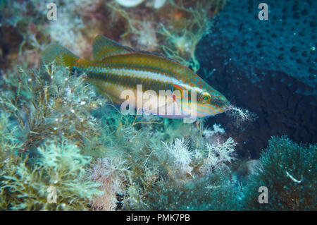 Eine lembeh Lippfisch (Symphodus ocellatus) männlich Aufbau einer Algen Nest im Mittelmeer (Ses Salines Natural Park, Formentera, Balearen, Spanien Stockfoto