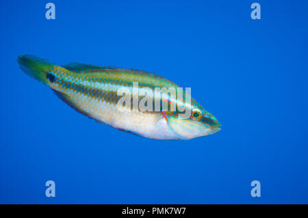 Eine lembeh Lippfisch (Symphodus ocellatus) männlich in hochzeitliches Gewand im Mittelmeer (Ses Salines Natural Park, Formentera, Balearen, Spanien) Stockfoto