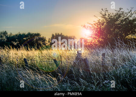 Juli Sonne durch Bäume, wodurch ein Weg der Lens Flare mit langem Gras wiegen sich die leichte Brise Stockfoto