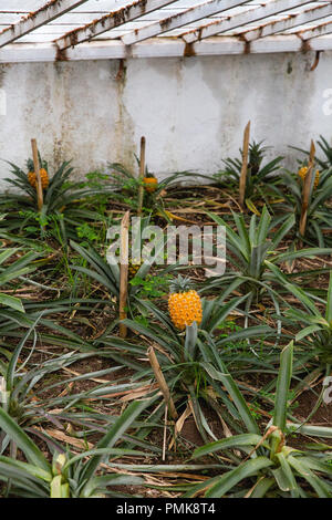 Ananas (Ananas) in den Zeilen auf der Arruda Ananas Plantage auf der Insel Sao Miguel auf den Azoren wachsende Stockfoto