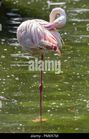 Mehr Flamingo (Phoenicopterus roseas). Hinweis: in Gefangenschaft gehaltenen Tier, Bild, das nicht in der Natur entnommen Stockfoto