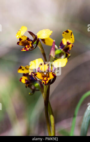 Leopard Orchid (Diuris pardina) Stockfoto