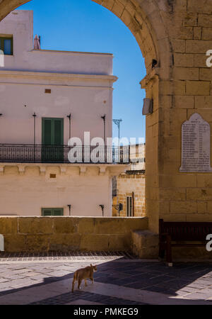 Eine Katze auf der Suche nach Zuflucht vor der Hitze in der Altstadt von Valletta, Malta, Europa Stockfoto