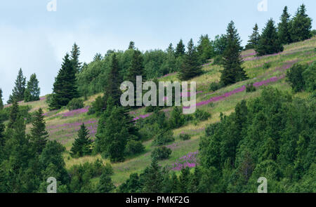 Einem Hügel in Alaska wird purpurrot, mit dem jährlichen Spätsommer blüht der fireweed. Stockfoto