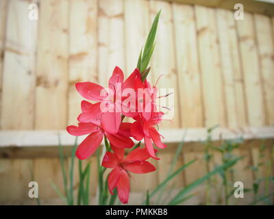 Red Hesperantha coccinea Blumen vollständig geöffnet Stockfoto