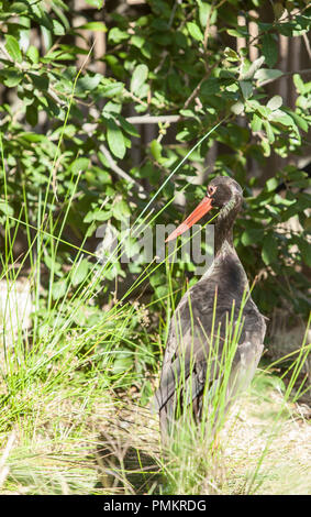 Schwarzstorch im Los Hornos Recovery Center von Wildtieren, Caceres, Spanien Stockfoto