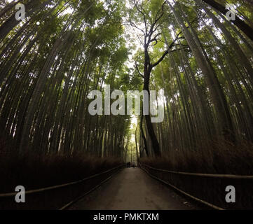 Die dunkle Bambus Wald von Arashiyama, Kyoto. Stockfoto