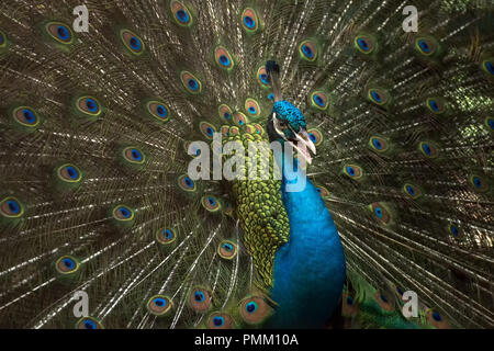 Porträt eines Pfau, Indonesien Stockfoto