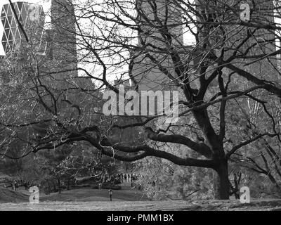 Alter Baum im Central Park, New York City, in Schwarz und Weiß Stockfoto