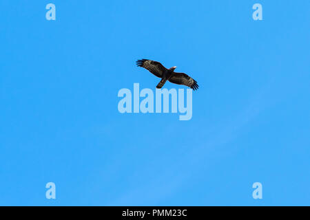 Migration Wespenbussard, Pernis Apivorus, gegen den blauen Himmel von Herbst in Schweden Stockfoto