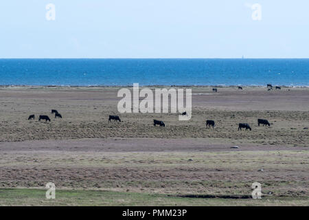 Herde von Weidevieh in einer weiten, offenen Grasland auf der schwedischen Insel Oland in der Ostsee Stockfoto