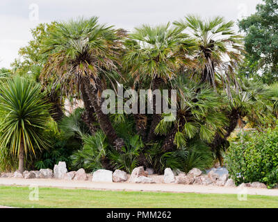 Großen Alten multi stammte Pflanze des winterharte Europäische Zwergpalme, Chamaerops humilis, in Torquay, Devon, Großbritannien Stockfoto