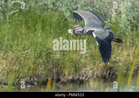 Graureiher fliegen über den Rainham marshes mit einem Fisch im Schnabel. Stockfoto