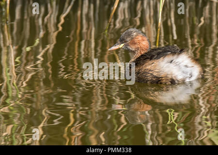 Zwergtaucher zwischen Schilf im Spätsommer früh Autmn Stockfoto