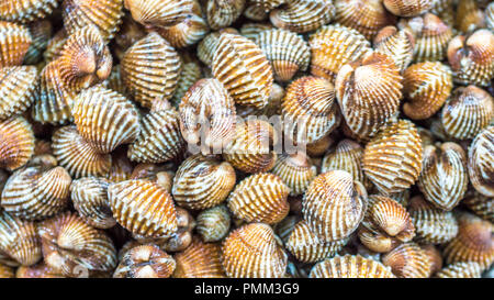 Raw Herzmuscheln/Muschel in der frische Markt. Meeresfrüchte und Restaurant Hintergrund Stockfoto