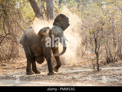 Afrikanischen Busch Elefanten mit einer Hernie, Staub baden, South Luangwa, Sambia Stockfoto