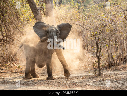 Afrikanischen Busch Elefanten mit einer Hernie, Staub baden, South Luangwa, Sambia Stockfoto