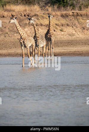 Drei Thornicroft Giraffe nervös Überqueren sie den Fluss Luangwa, in einer Zeile, so wies. South Luangwa, Sambia. Stockfoto