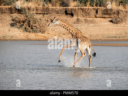 Thornicroft Giraffe, nervös von Krokodilen, Spritzer, wie es kreuzt ein Tiefpunkt in der Luangwa River, South Luangwa, Sambia. Stockfoto