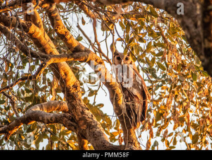 Verreaux's Uhu in einem Baum gehockt. South Luangwa, Sambia Stockfoto
