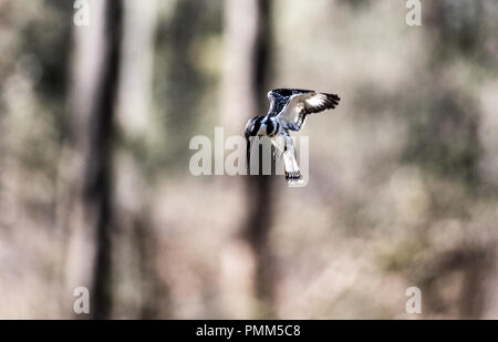 Pied Kingfisher schwebt während der Jagd über einen Pool in einem Wald. South Luangwa, Sambia Stockfoto