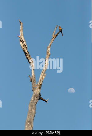 Südliche Carmine Bee-Eaters auf einem Baum mit dem Mond im Hintergrund Stockfoto