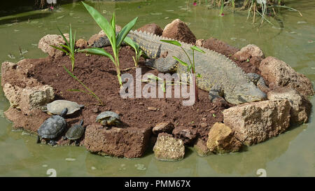 Hapy Nilkrokodil ruht auf einem Inselchen mit Schildkröten (Crocodylus niloticus) Stockfoto