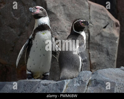 Ein Humboldt Pinguine Family Portrait auf Felsen (Spheniscus Humboldti) Stockfoto