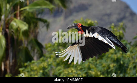 Südliche Hornrabe (Bucorvus leadbeateri) im Flug über tropische Wälder Stockfoto