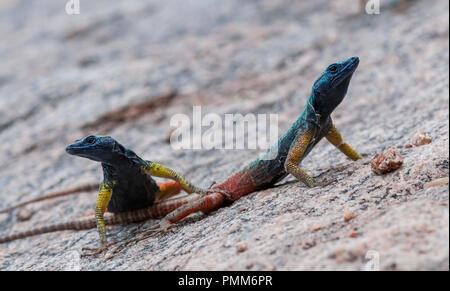 Zwei Namib rock agama Eidechsen, Northern Cape, Südafrika Stockfoto