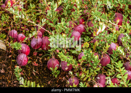 Amerikanische Moosbeere, Brentraube, große Cranberry - Vaccinium macrocarpon 'Pilgrim' Stockfoto