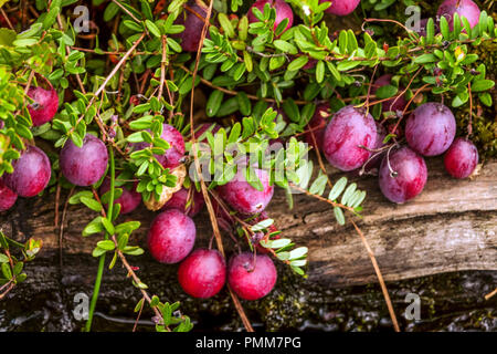 Amerikanische Preiselbeere, Bearberry, große Preiselbeere - Vaccinium macrocarpon ' Pilgrim ' Torfmoor blüht Stockfoto