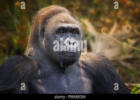 Porträt eines westlichen Tiefland Silverback Gorilla Stockfoto