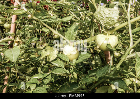 Mexikanische Schale - tomatillo Physalis ixocarpa wächst auf der Rebe Stockfoto