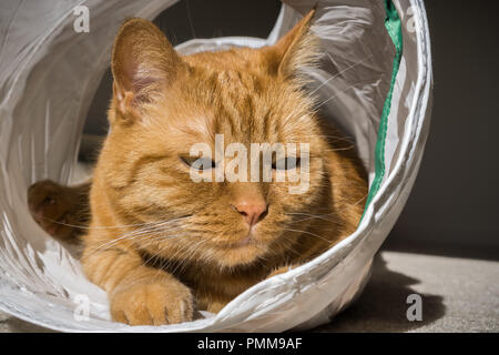 Große orange Cat spielt und für die Kamera posieren, während bei einer Katze tunnel Stockfoto