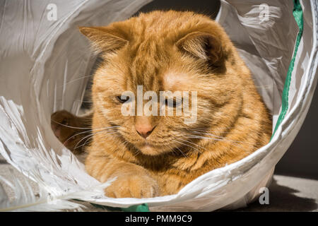 Große orange Cat spielt und für die Kamera posieren, während bei einer Katze tunnel Stockfoto