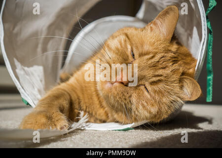 Große orange Cat spielt und für die Kamera posieren, während bei einer Katze tunnel Stockfoto