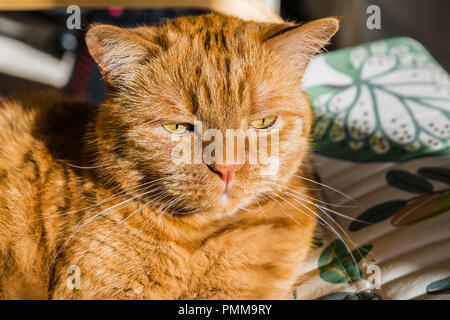 Große orange Katze mit den Ohren hat, hört und sieht etwas mit einer erhöhten Aufmerksamkeit Stockfoto