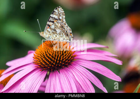 Juni Blume gemalte Dame Schmetterling auf lila Kegelblume Echinacea Schmetterling Stockfoto
