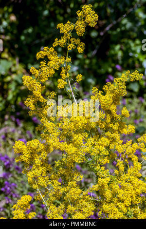 Lady's bedstraw oder Gelb bedstraw, Galium verum Stockfoto