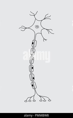 Abbildung: ein einzelnes Neuron auf grauem Hintergrund Stock Vektor