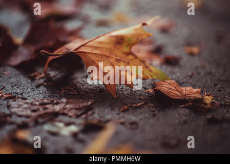 Herbst Blätter fallen auf einem nassen Bürgersteig Stockfoto