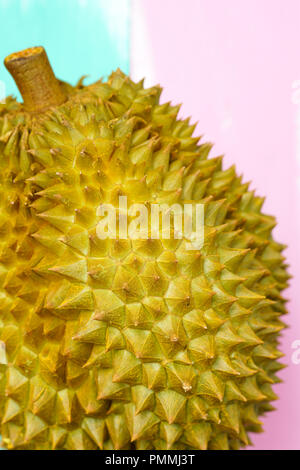 Frisch Monthong Durian auf farbigen Hintergrund, Detailansicht der Durian, Monthong Durian. Mon Thong. Schöne Durian Durian D158. Stockfoto