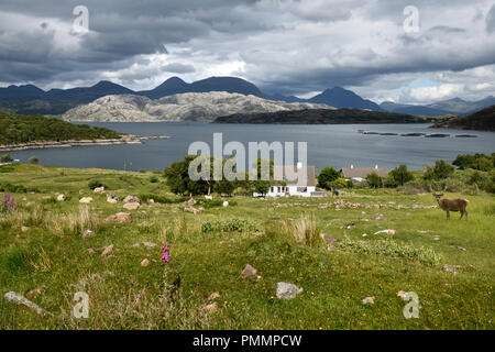 Rotwild und Schafe am Haus am Kenmore auf dem Loch ein Chracaich des Loch Torridon mit Fisch farm Stifte schottischen Highlands Schottland Großbritannien Stockfoto