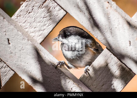 Nahaufnahme von Kastanie gesichert Chickadee (Poecile rufescens) durch die Gitter von einem Holzzaun gerahmt; San Francisco Bay Area, Kalifornien Stockfoto