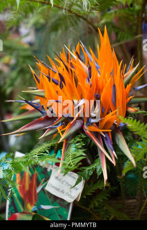 Ein Bündel von tropischen helle orange Bird Of Paradise Blumen/Stiele für den Verkauf in den Blumenmarkt in Funchal, Madeira Stockfoto