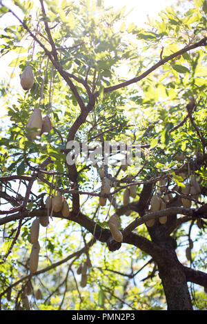 Wurst Baum (Kigelia Africana) im Stadtgarten von Funchal. Die Früchte sehen aus wie riesige Würstchen und sind giftig Stockfoto