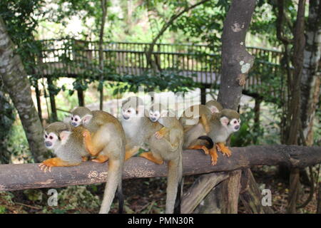 Squirrel monkey Mamas auf einer Schiene mit ihren Babys auf dem Rücken Stockfoto